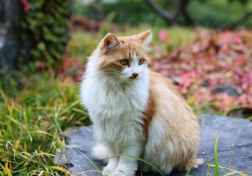 猫咪节日饮食需节制