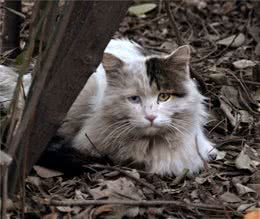 怎么对待流浪猫？