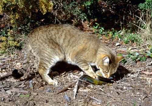 影响澳洲生态多样性的居然是野猫？