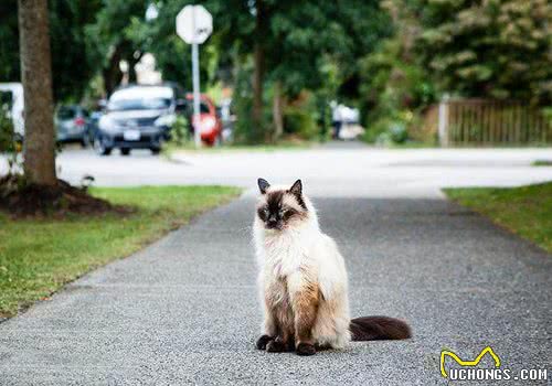 猫咪智商排行榜10种最聪明的猫