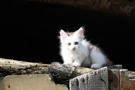 训练猫咪跳跃钻圈的办法