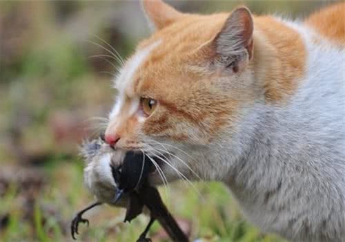 猫咪为什么会抓东西送给主人