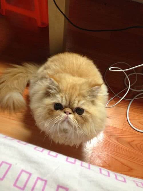 宠物猫适合放养吗