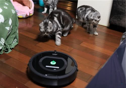 猫咪怕吸尘器怎么办?