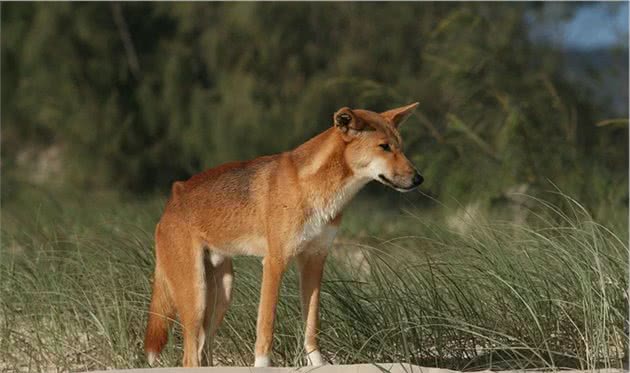 为什么澳洲野犬和中华田园犬长得那么像？它们是什么亲戚？