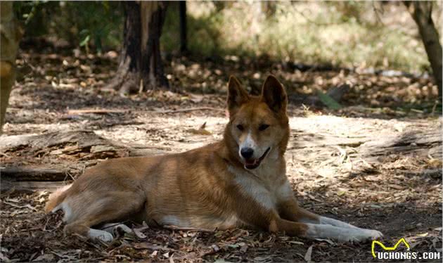 为什么澳洲野犬和中华田园犬长得那么像？它们是什么亲戚？