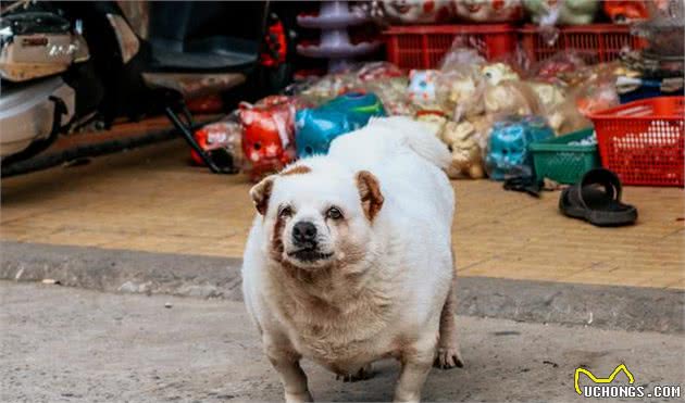 戈赞：狗狗秋季饲养手册请注意查收