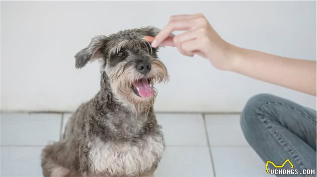 比起泰迪犬，为何养雪纳瑞的人比较少？