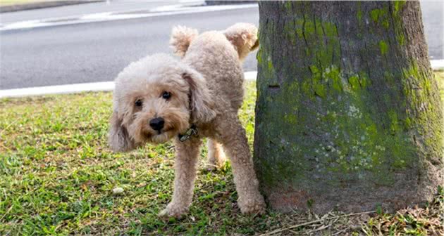 公狗抬高腿尿尿，其实在骗其他狗，那母狗抬腿尿尿是怎么回事？