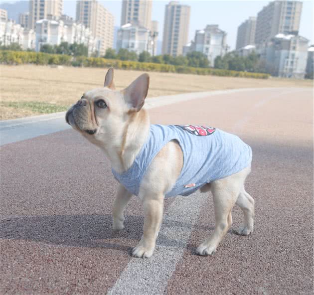 狗狗的关节问题，你重视了吗？