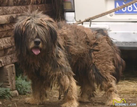 杂交狗就是中华田园犬吗？恐怕是我们搞错了