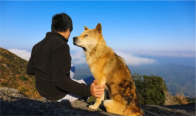 这6种狗狗，出了名的忠诚，养过都说好