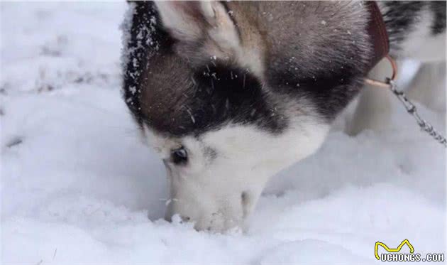 哈士奇超级难养，要从拉雪橇说起！养了的主人后悔了吗？