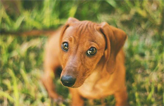 非常讨人喜欢的腊肠犬，优点不少，为什么饲养的人不多？