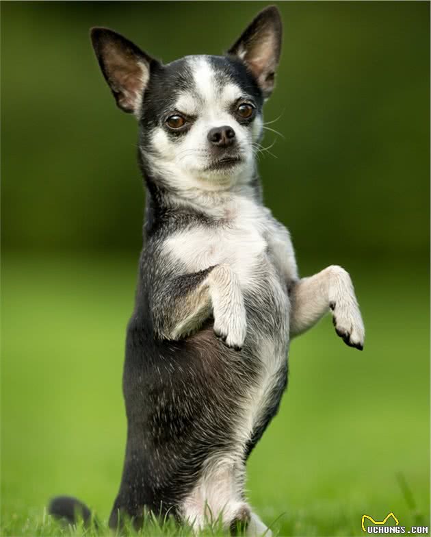 吉娃娃犬是世界上最小型的犬种之一，头部圆形，耳大薄而直立