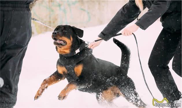 最具“男友力”的忠犬，外表看似吓人，却有一颗炽热的心