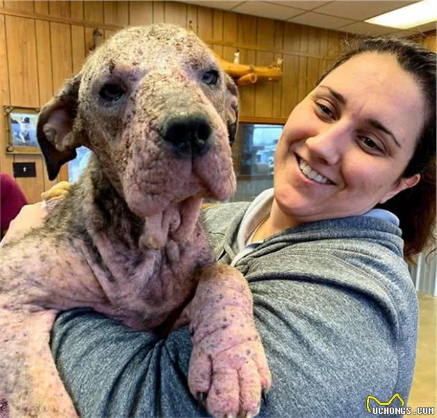 比特犬因病长得太磕碜，安乐死前被领养，美丽的蜕变仅用了4个月