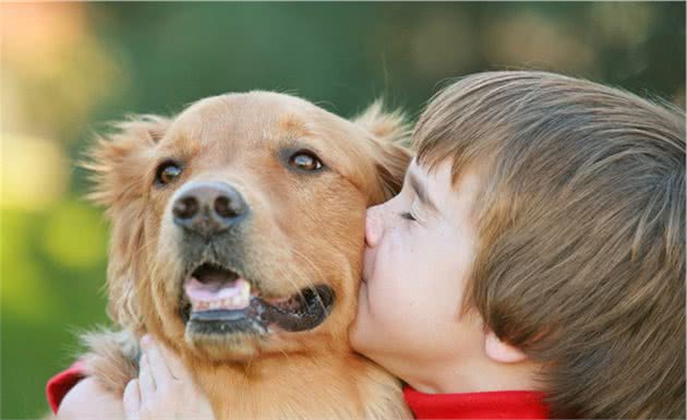 偷偷告诉你：金毛犬这样养，寿命会更加长