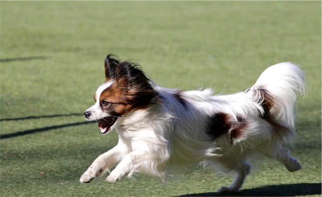 蝴蝶犬养得好不好，看这8个部位就一目了然