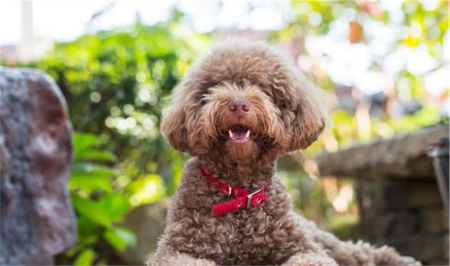 贵宾犬到底纯不纯，记住这5点，让你避开选择贵宾犬的“雷区”