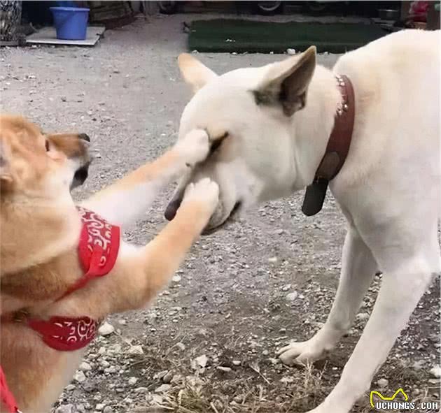 警告：这几种行为，在狗狗眼中是挑衅的意思