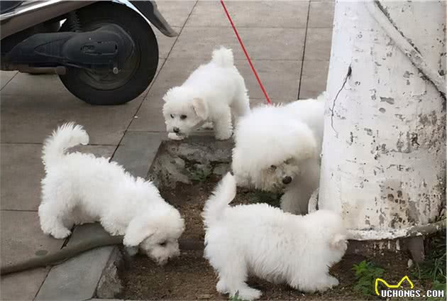 比熊犬虽好，但终究还是躲不过这几个“坑”