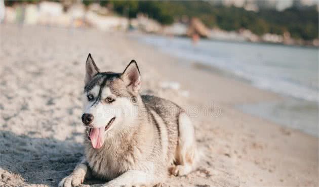 浅浅介绍不同品种的狗狗