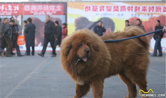 浅浅介绍不同品种的狗狗