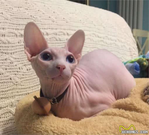 适合家养的宠物猫，山东狮子猫、英短、狸花猫等快看有你喜欢的吗