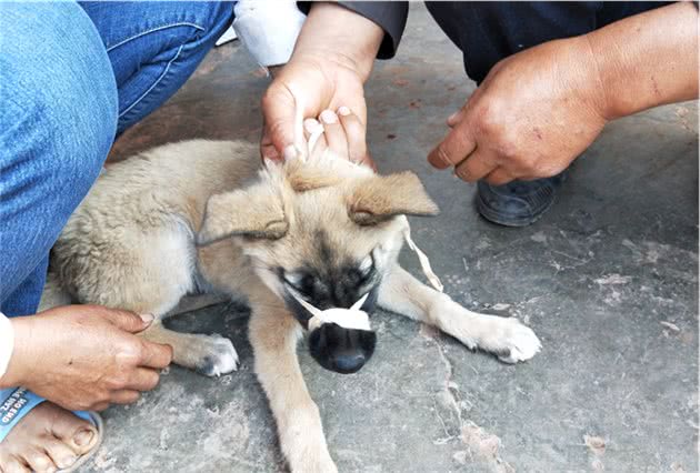 兽医诊所：犬皮肤真菌病诊治经验分享