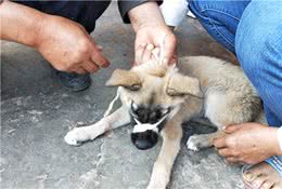 兽医诊所：犬皮肤真菌病诊治经验分享