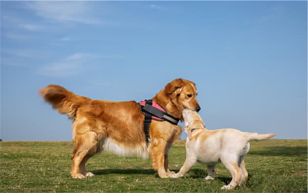 比起拉布拉多，更多人喜欢金毛犬