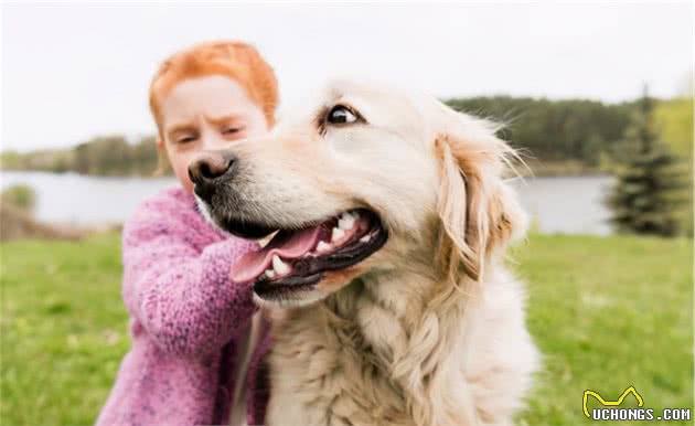 比起拉布拉多，更多人喜欢金毛犬