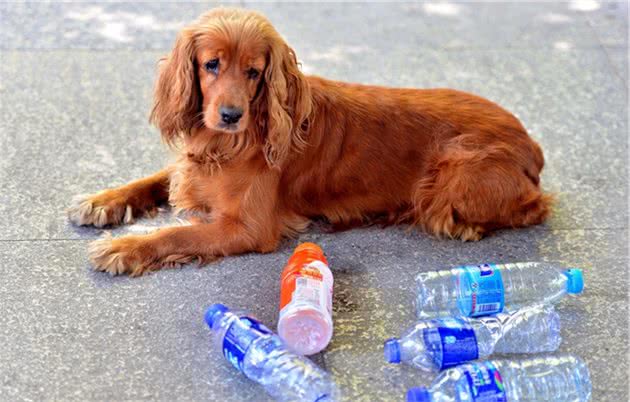 11岁“环保犬”爱捡塑料瓶，一天能捡40多个，捡来只给主人