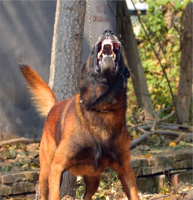 马里努阿犬公犬—金米镔