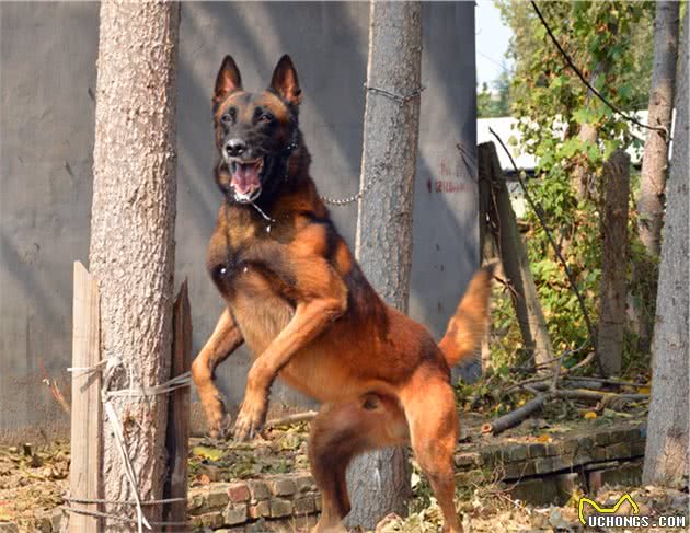 马里努阿犬公犬—金米镔