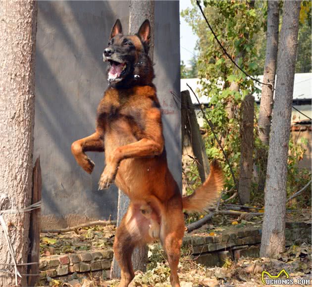 马里努阿犬公犬—金米镔