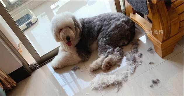 养狗时,只要坚持做到这5点,狗狗会变得更加健康,寿命也会更长