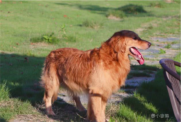 养狗时,只要坚持做到这5点,狗狗会变得更加健康,寿命也会更长