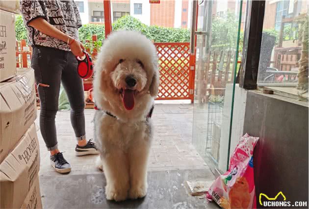 养狗时,只要坚持做到这5点,狗狗会变得更加健康,寿命也会更长