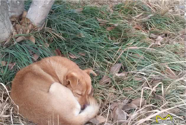 恍然大悟!狗子的睡姿传达出什么信号,你看懂了吗?