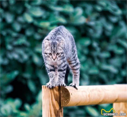 关于中国特有的狸花猫你知道多少？它是一种珍贵的猫咪吗