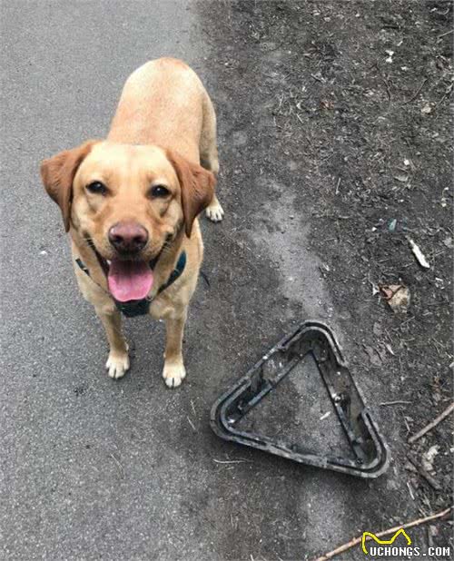 澳洲拉布拉多犬每天在海滩捡几百件垃圾，没喝过的饮料也不肯放过