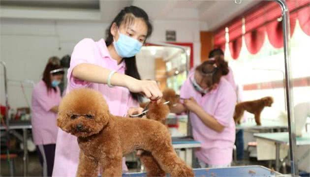 为什么那么多人喜欢“泰迪犬”？泰迪犬到底有什么好？