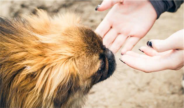 中国产犬品种之一—北京犬