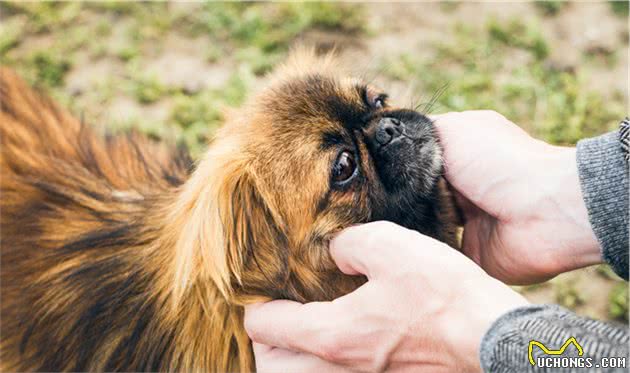 中国产犬品种之一—北京犬