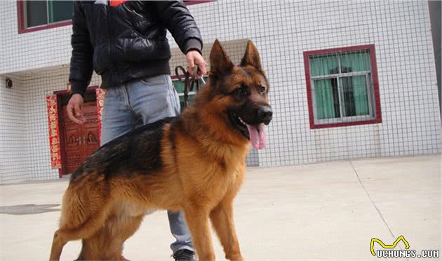 这6种狗狗“很凶”,路上遇到了最好躲远点,不然它会咬你