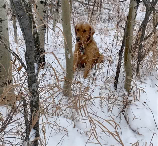 带狗狗去滑雪，狗狗突然对空气狂吠！这下立大功了