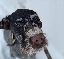 带狗狗去滑雪，狗狗突然对空气狂吠！这下立大功了