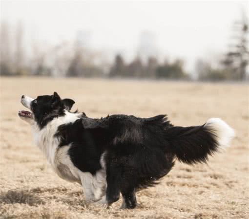 泰迪、边牧、哈士奇、金毛犬等受欢迎的犬种，它们有哪些优缺点呢